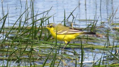 Western Yellow Wagtail