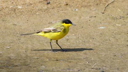 Sarı kuyruksallayan