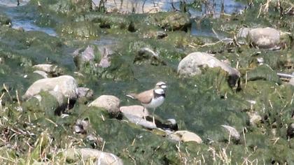 Halkalı küçük cılıbıt