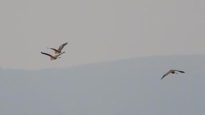 Erguvani balıkçıl