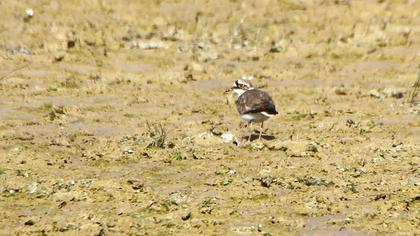 Halkalı küçük cılıbıt