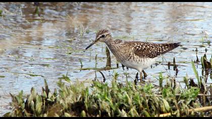 Orman düdükçünü