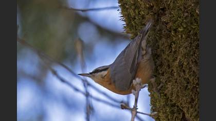 Eurasian Nuthatch
