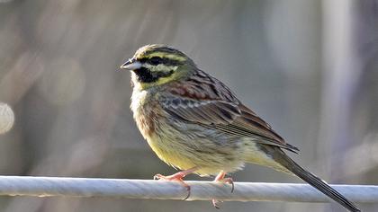 Cirl Bunting
