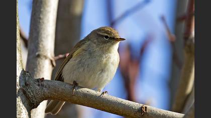 Common Chiffchaff