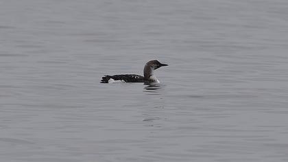 Karagerdanlı dalgıç