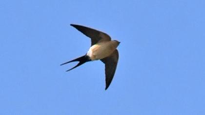 Kızıl kırlangıç