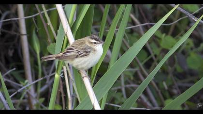 Kındıra kamışçını