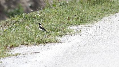 Black-eared Wheatear