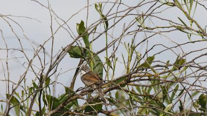 Common Whitethroat