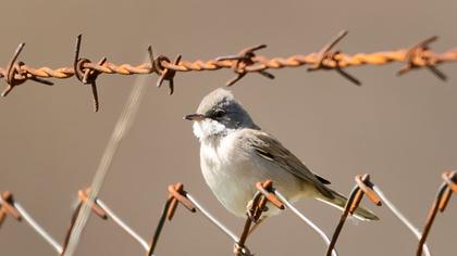 Akgerdanlı ötleğen
