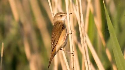 Büyük kamışçın