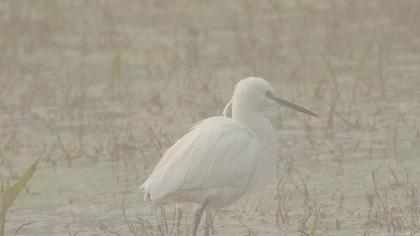 Küçük ak balıkçıl
