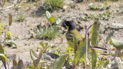 Sarı kuyruksallayan