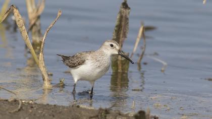 Karakarınlı kumkuşu