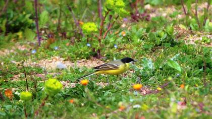 Sarı kuyruksallayan