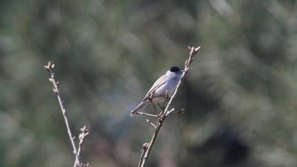 Karabaşlı ötleğen