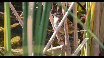 Kındıra kamışçını
