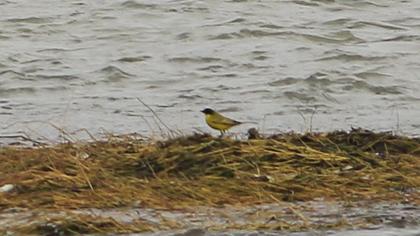 Sarı kuyruksallayan