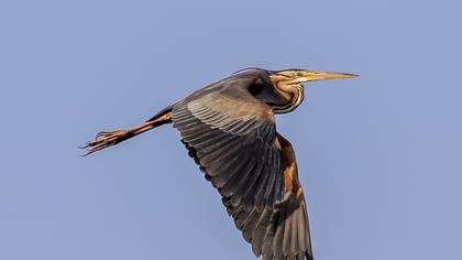 Erguvani balıkçıl