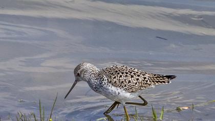 Bataklık düdükçünü