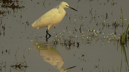 Küçük ak balıkçıl