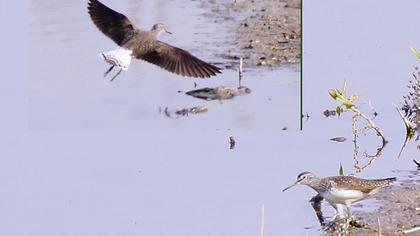 Orman düdükçünü