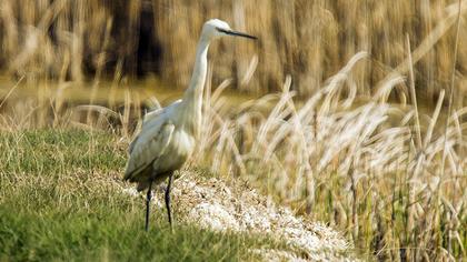 Küçük ak balıkçıl