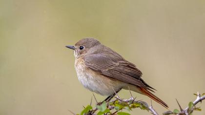 Common Redstart