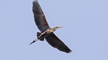 Erguvani balıkçıl