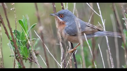 Bıyıklı ötleğen
