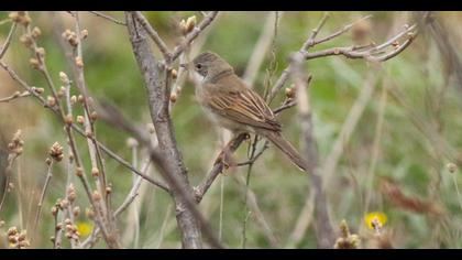 Akgerdanlı ötleğen