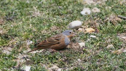 Cretzschmar`s Bunting