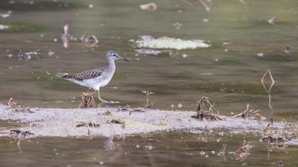 Orman düdükçünü