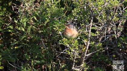 Bıyıklı ötleğen