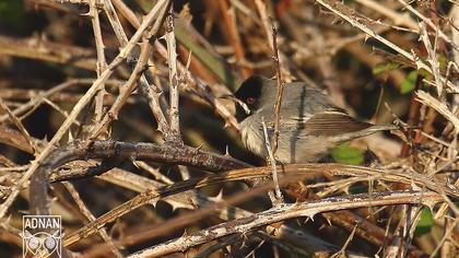 Karaboğazlı ötleğen