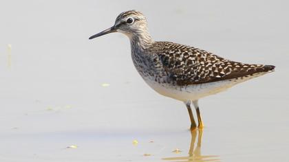 Orman düdükçünü