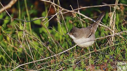 Akgerdanlı ötleğen