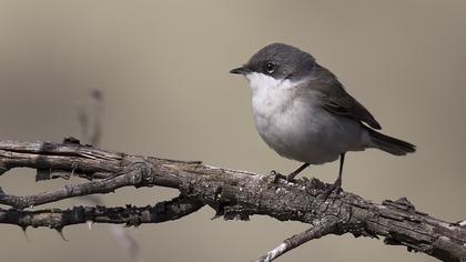 Küçük akgerdanlı ötleğen