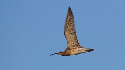 Sürmeli kervançulluğu