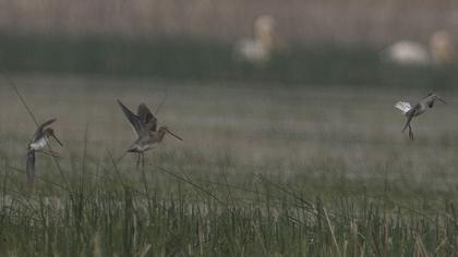 Bataklık düdükçünü