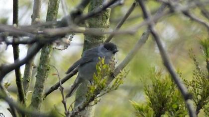 Karabaşlı ötleğen