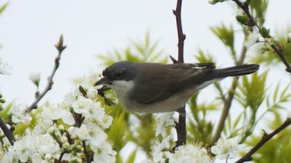 Küçük akgerdanlı ötleğen