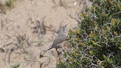 Bıyıklı ötleğen