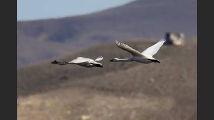 Tundra Swan