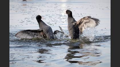 Eurasian Coot