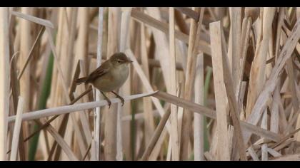 Bataklık kamışçını