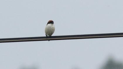 Woodchat Shrike