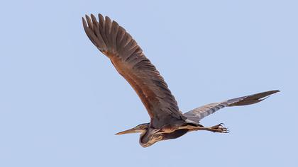 Purple Heron