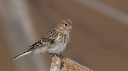 Sarıgagalı ketenkuşu